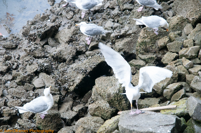 Vancouver: False Creek