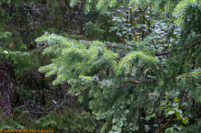 Juneau: Mendenhall Glacier