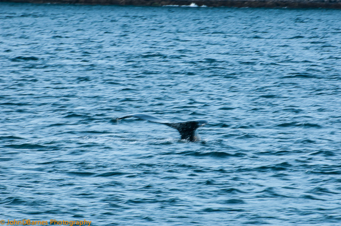Juneau: Whale watching excursion