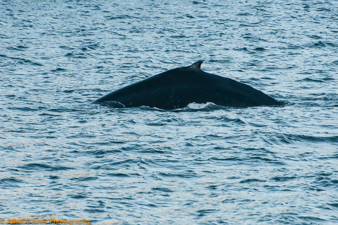 Juneau: Whale watching excursion