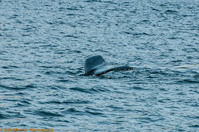 Juneau: Whale watching excursion