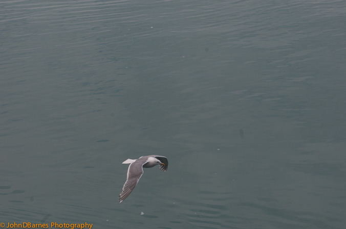 Glacier Bay Natl Park: 