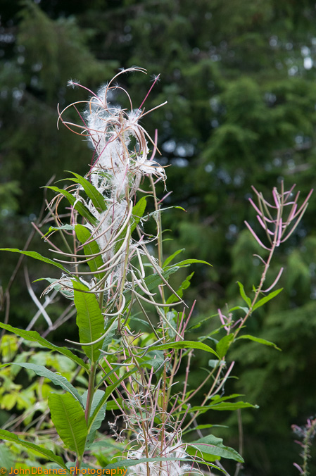 Ketchikan: Totem Bight State Park