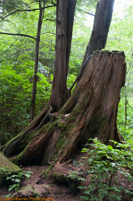 Ketchikan: Totem Bight State Park