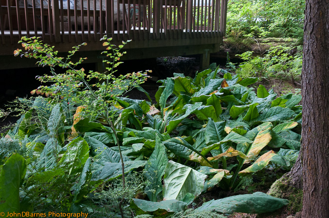 Ketchikan: Totem Bight State Park
